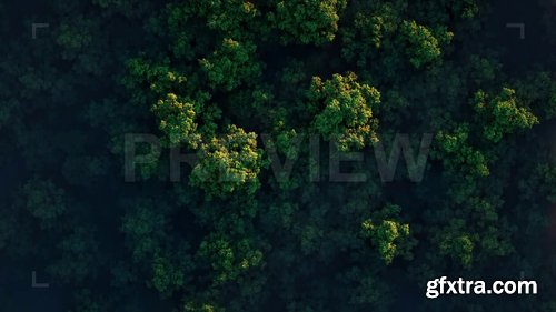 Tree Tops In Green Forest 230416