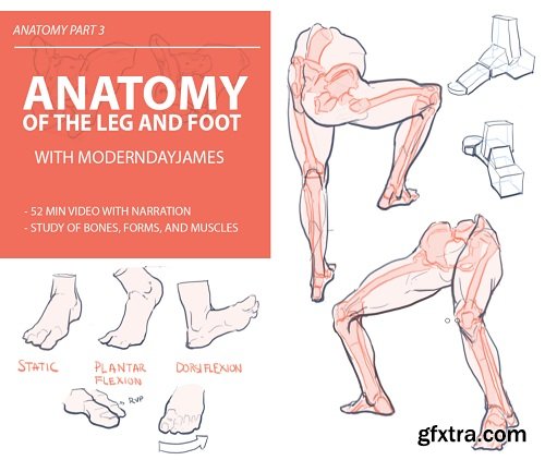 Gumroad – Anatomy 3: Leg and Foot