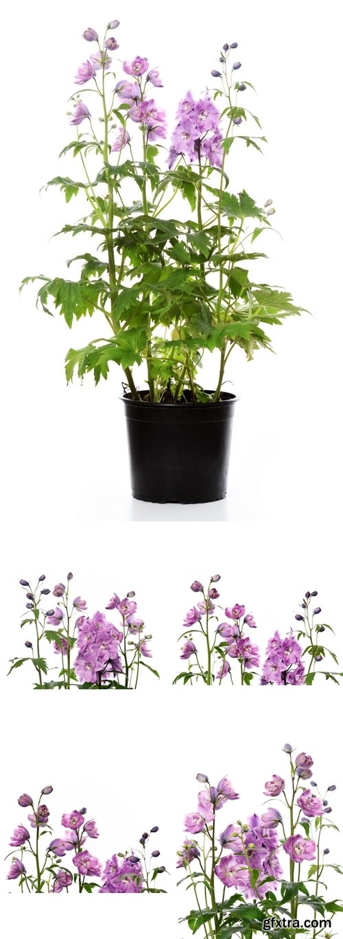 Stock Photos - Purple delphinium flowers
