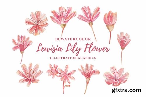 10 Watercolor Lewisia Flower Illustration Graphics