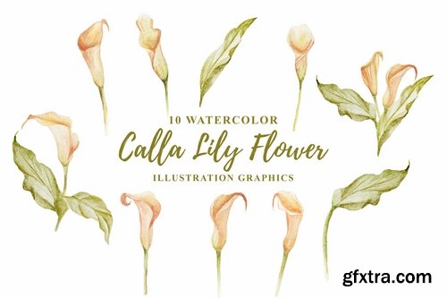 10 Watercolor Calla Lily Flower Illustration