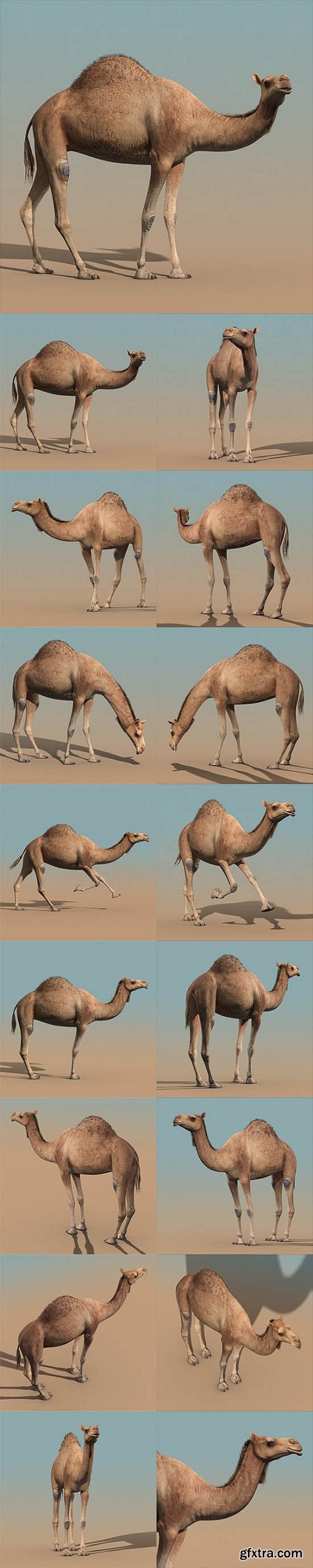 Camel (RIGGED)