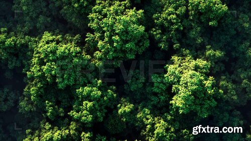 Green Forest In Fog 230414