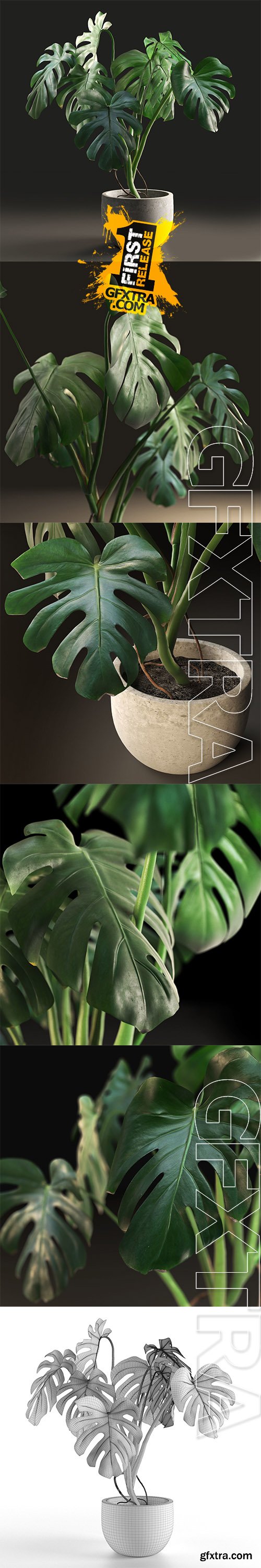 Cgtrader - Monstera in Pot1 3D model