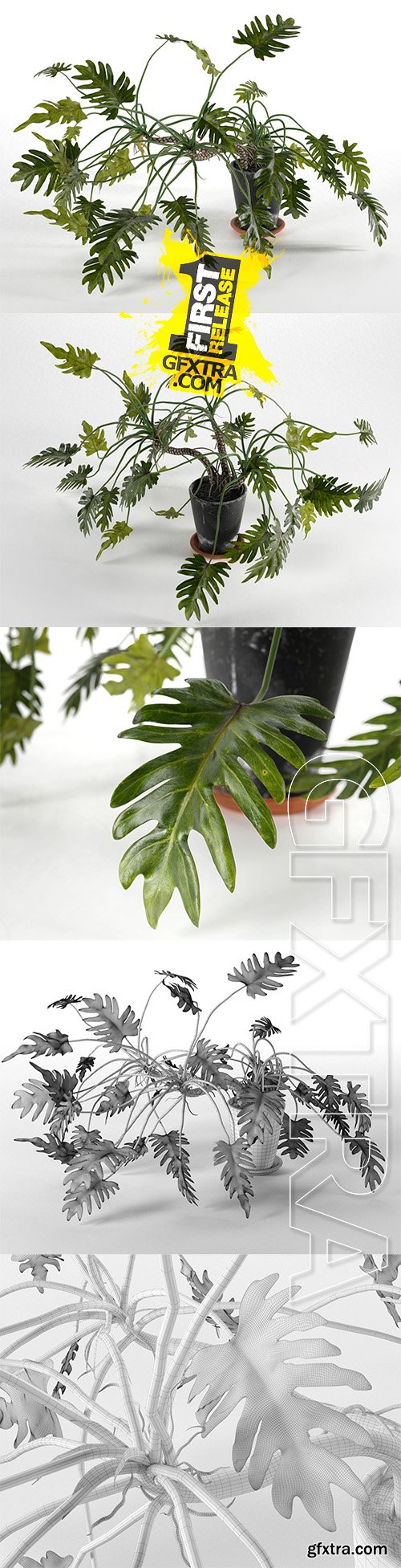 Cgtrader - Philodendron Xanadu in Pot 3D model