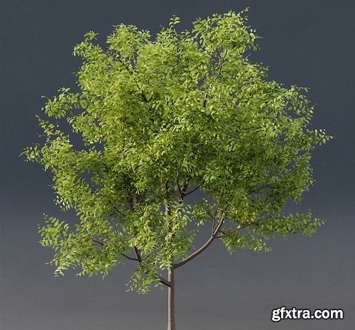 Young Tree 3d Model