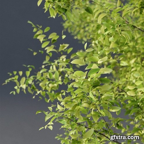 Young Tree 3d Model