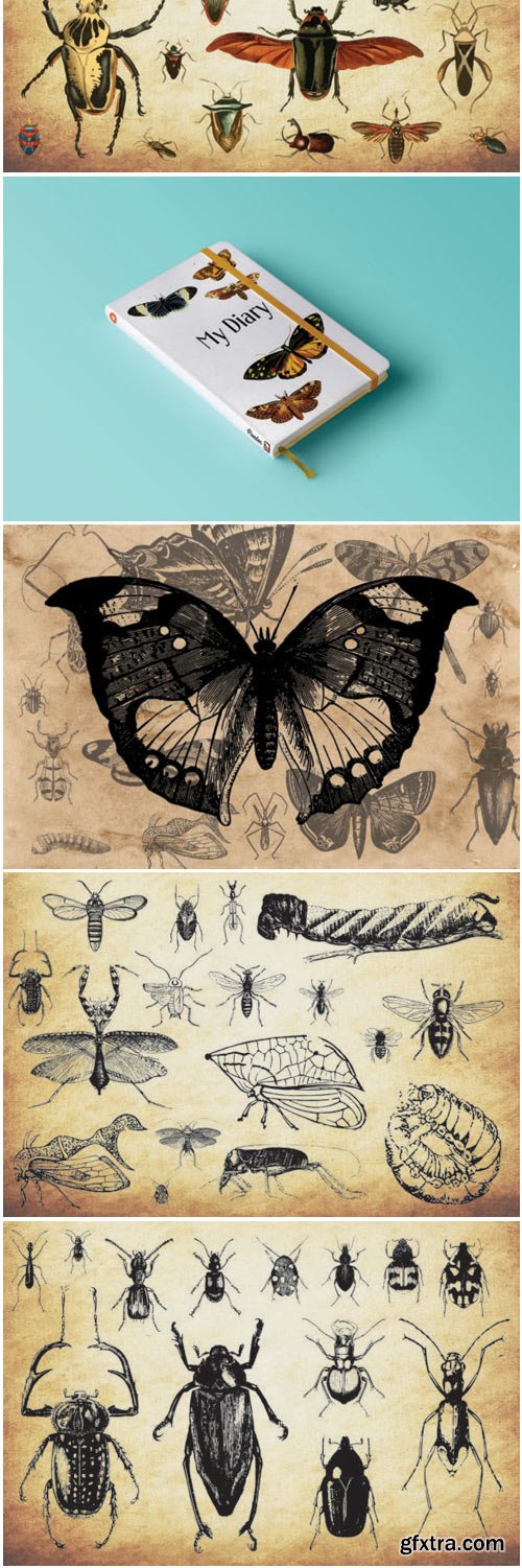 Insect Vector Graphics Bundle 1552516