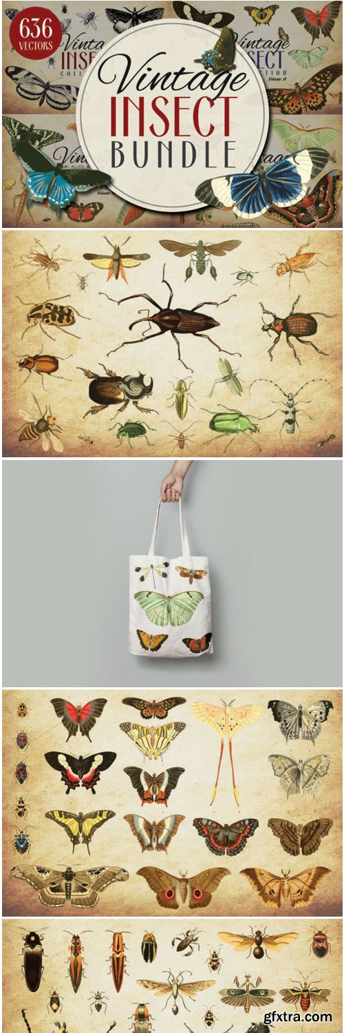 Insect Vector Graphics Bundle 1552516