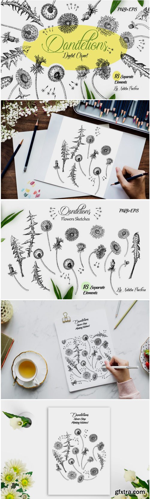 Dandelions Sketches Clipart 1562663