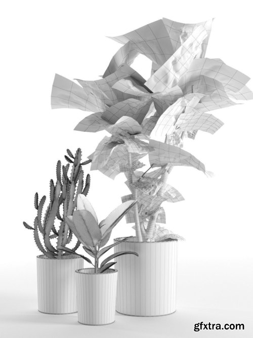 Cgtrader - Cactus and Ficus in Pots 3D model