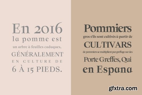 CM - Solomon Serif Font Family 3918490