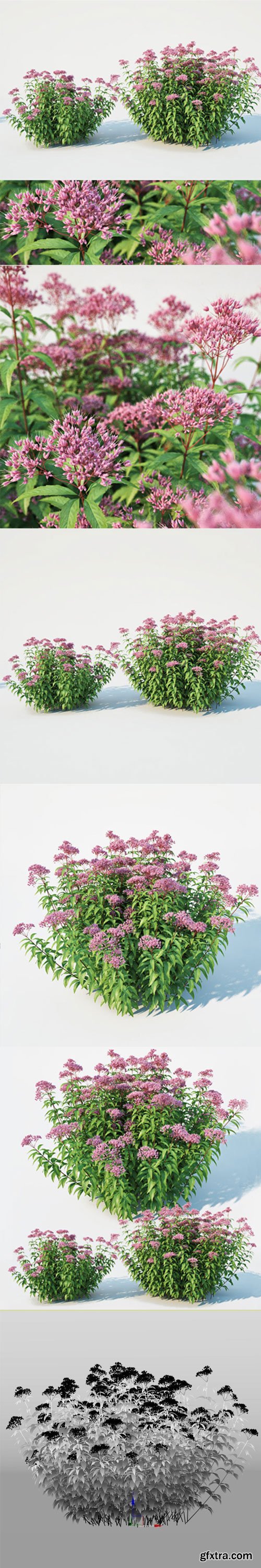 CgTrader - Eupatorium purpureum Nr1 -Two sizes H 85-110 3D model