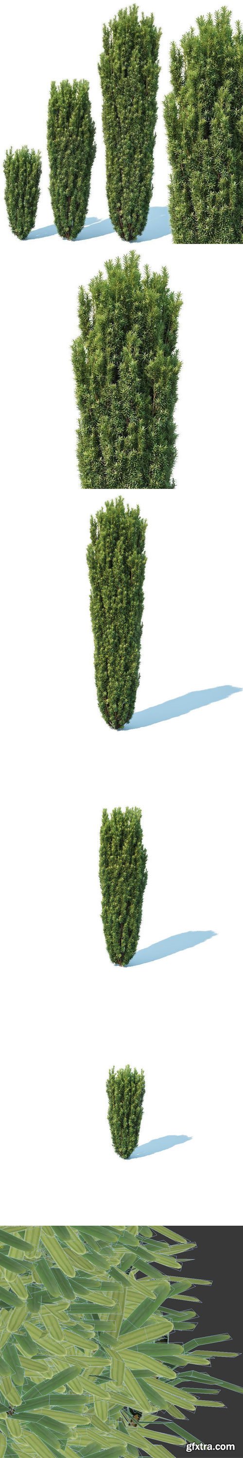 CgTrader - Taxus Baccata Nr1- Fastigiata Robusta 3D model