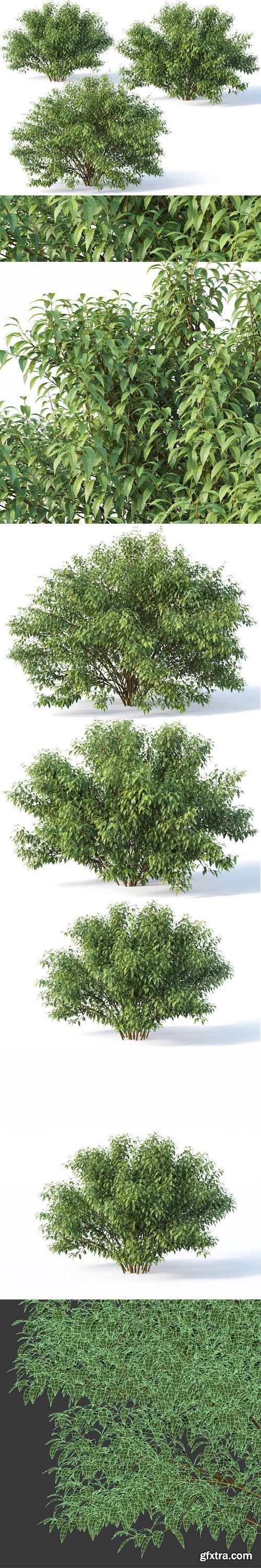 CgTrader - Forsythia Nr 5 -Summer XL - Three sizes 3D model