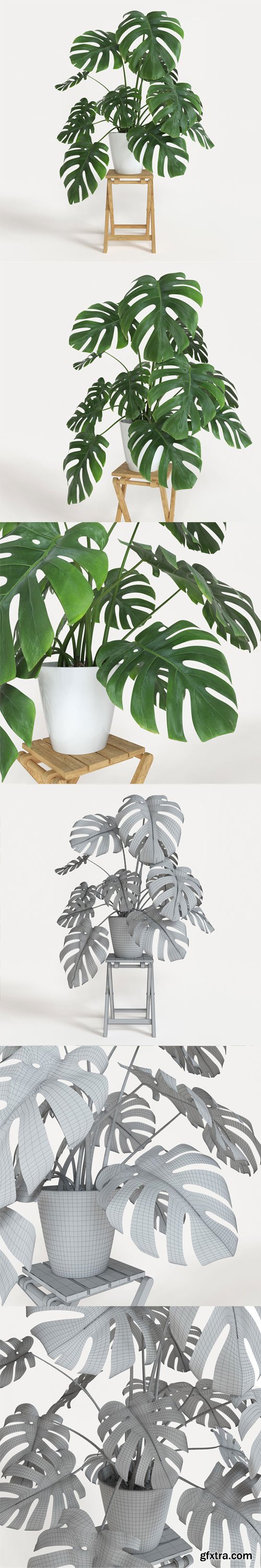 CgTrader - Monstera 3D model