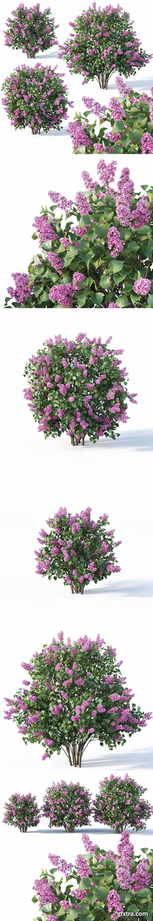 CgTrader - Lilac Syringa vulgaris Nr5 - Three sizes 3D model