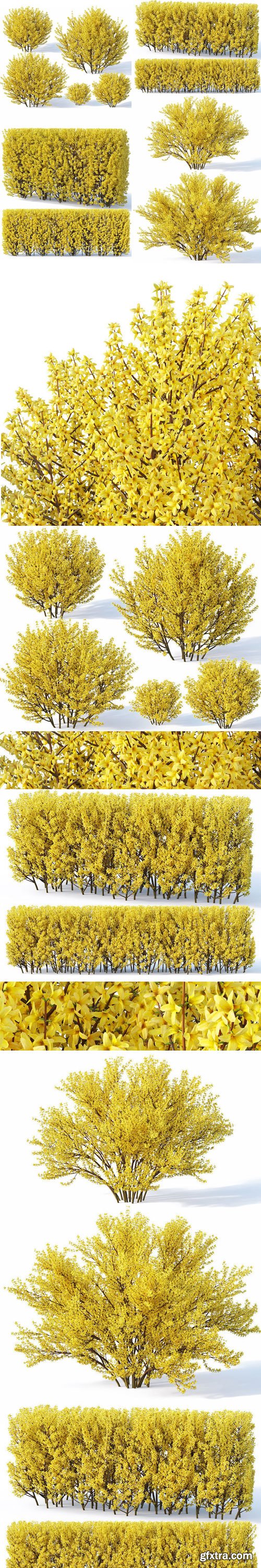 CgTrade - Forsythia 7 bushes plus 2 hedges collection 3D model