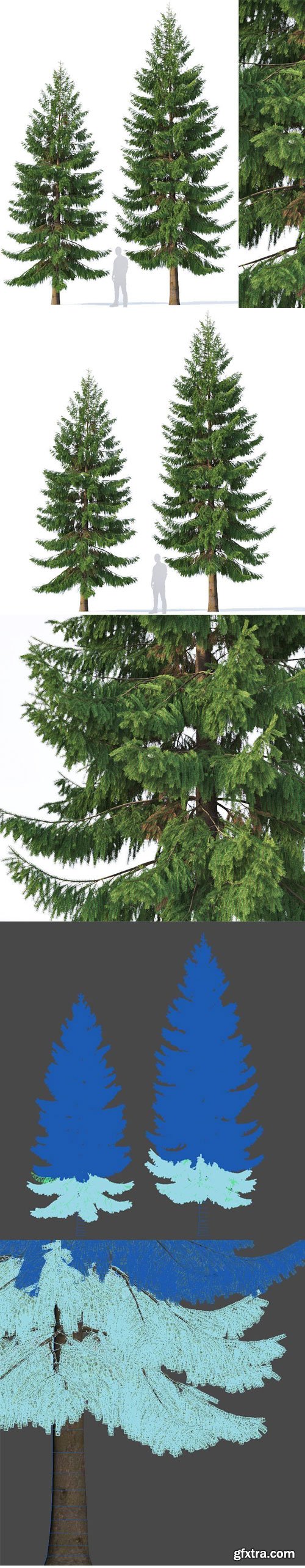 CgTrader - Spruce Nr 5 Two sizes H8-10m Modular branches 3D model