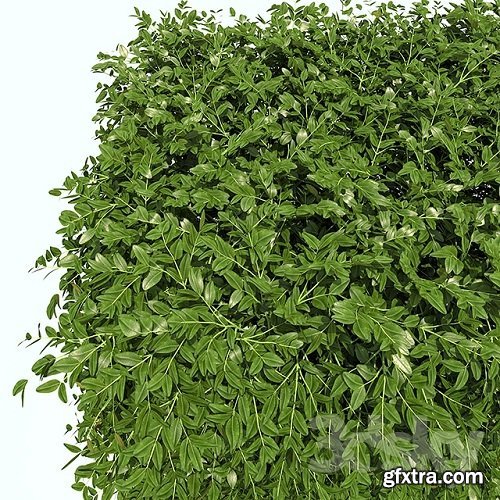 Regular hedges 3d Model