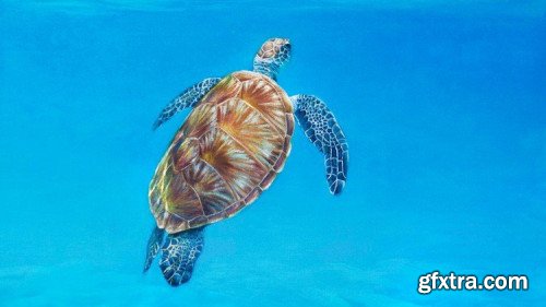 Learn to Paint an Sea Turtle Step-by-Step