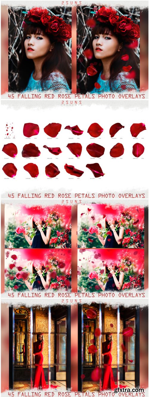 Falling Rose Petals Photo Overlays 1669599