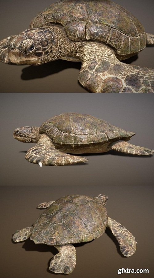 Ancient Green Turtle 3D Model