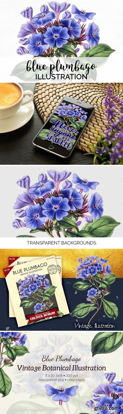 Blue Plumbago Floral Illustration Vintage Clipart Graphics