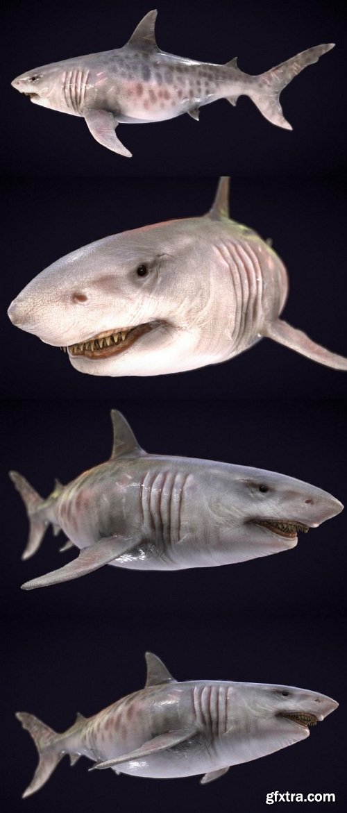 Megalodon 3D Model