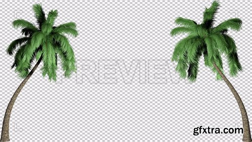 Two Palm Trees Effect Background 221982