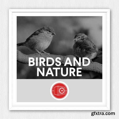 Big Room Sound – Birds and Nature