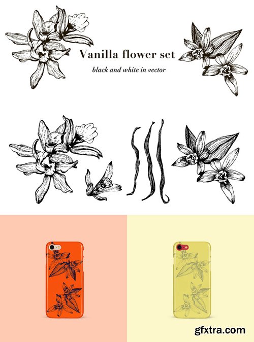 Vanilla Flower Set - Black and White in Vector