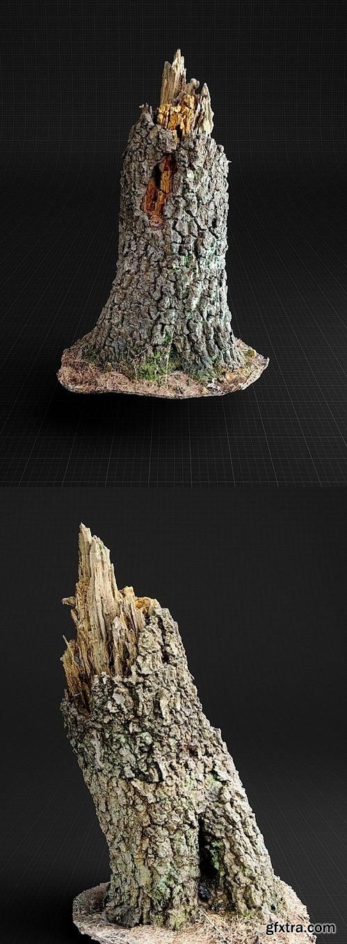 Birch Trunk-01 3d Model