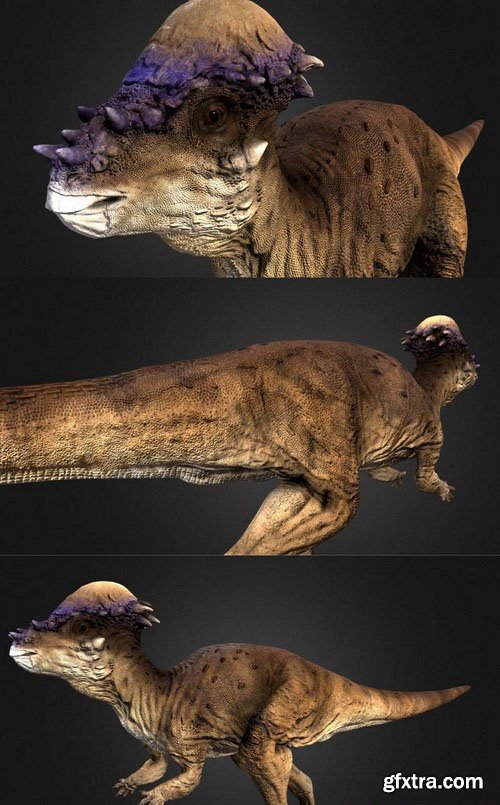 Pachycephalosaurus – 3D Model