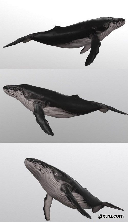 Whale – 3D Model