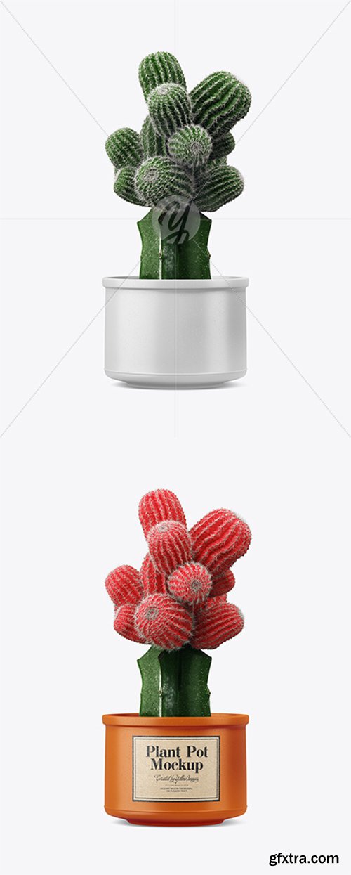 Cactus in Ceramic Pot Mockup 35072