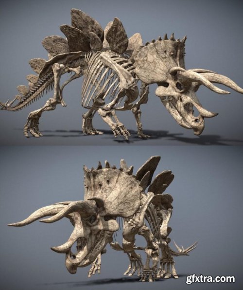 Stegoceratops Skeleton – 3D Models