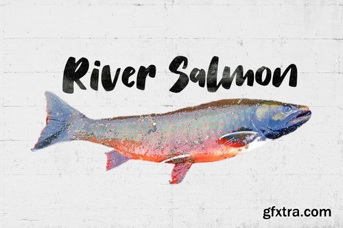 Salmon Brush Font