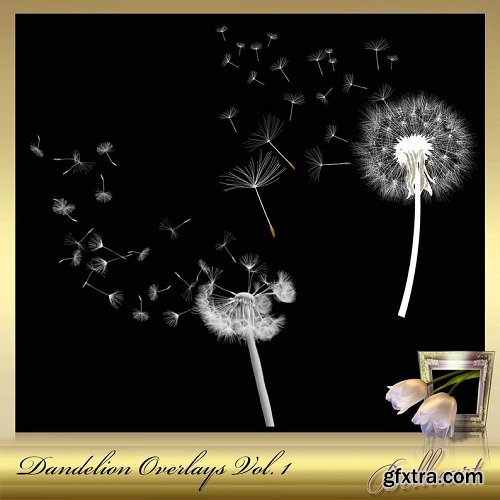 8 Dandelion Overlays