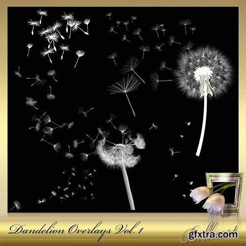 8 Dandelion Overlays