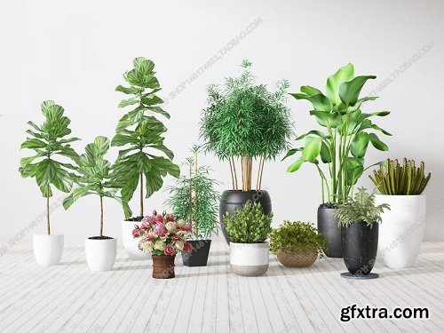 Plants Collection 60