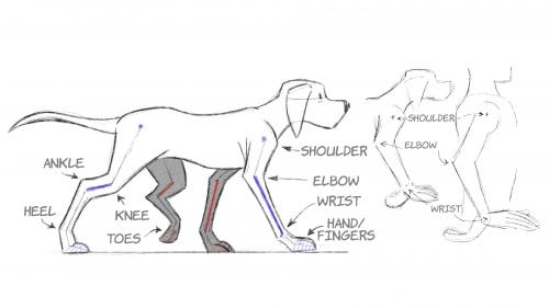 2D Animation: Animal Walk Cycles