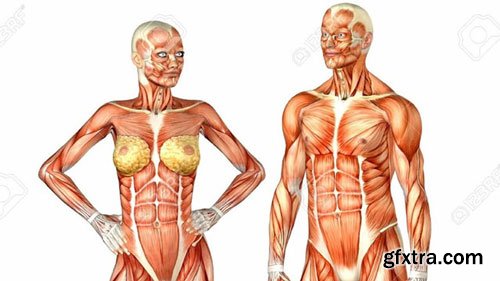 Human Skeletal system Part 1- The upper Limb