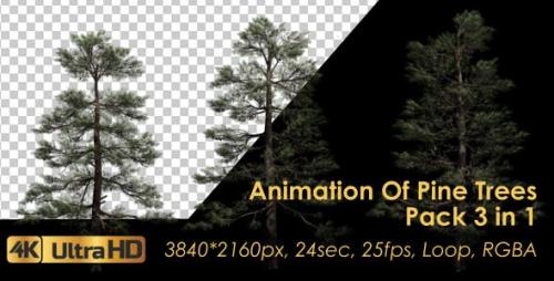 Udemy - Animation Pack Of Pine Trees