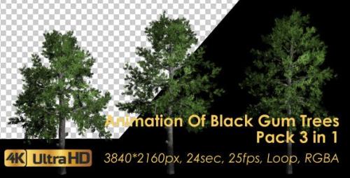 Udemy - Animation Pack Of Black Gum Trees