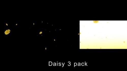 Udemy - Daisy 3 Pack