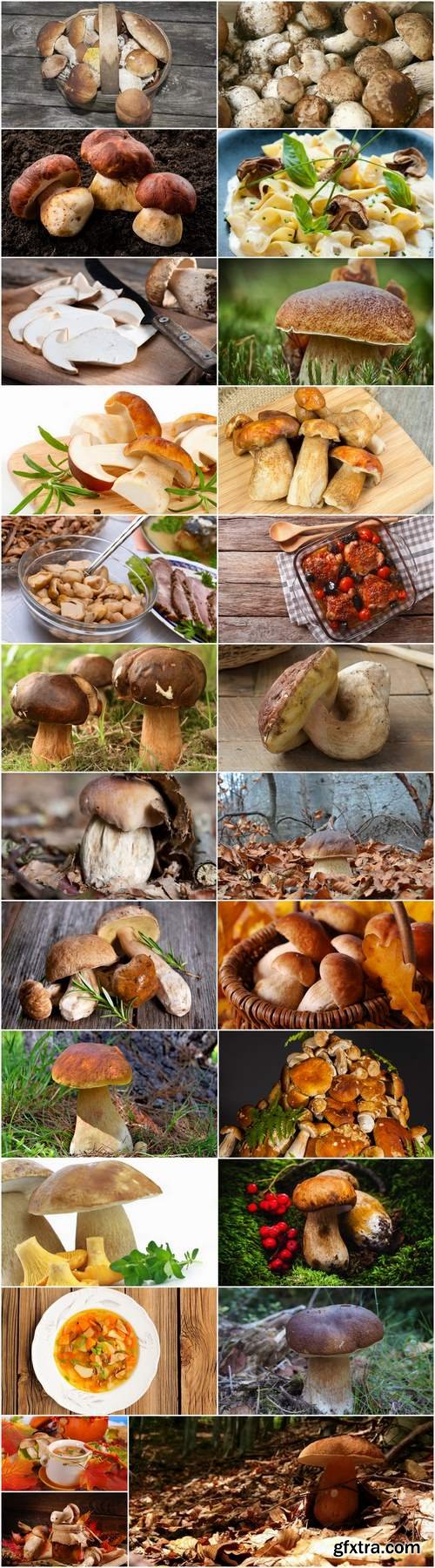 White fungus harvest mushroom picking a still life 25 HQ Jpeg