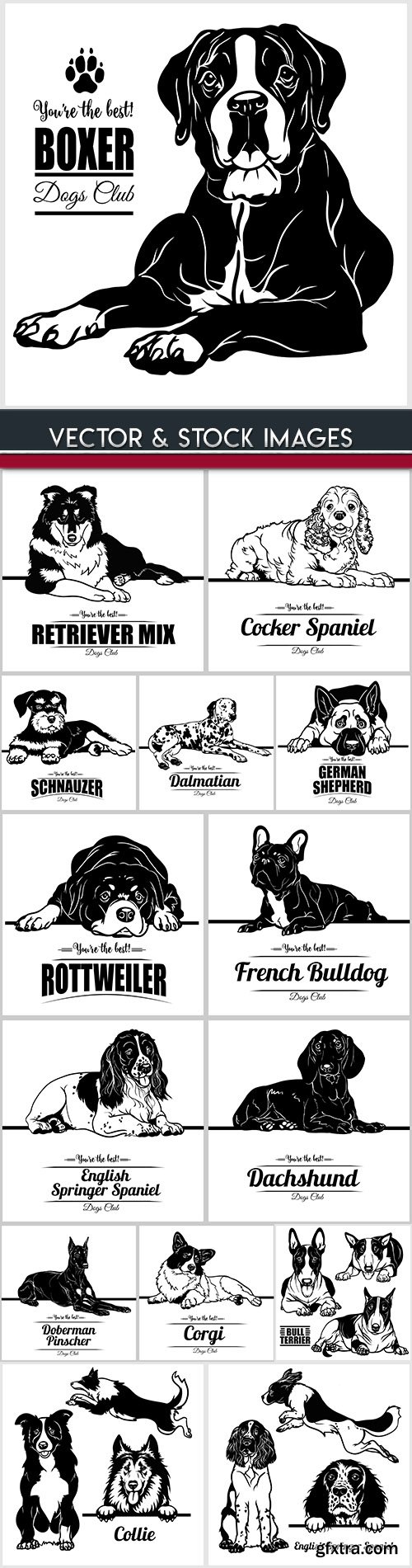 Dog breeds drawn illustrations collection