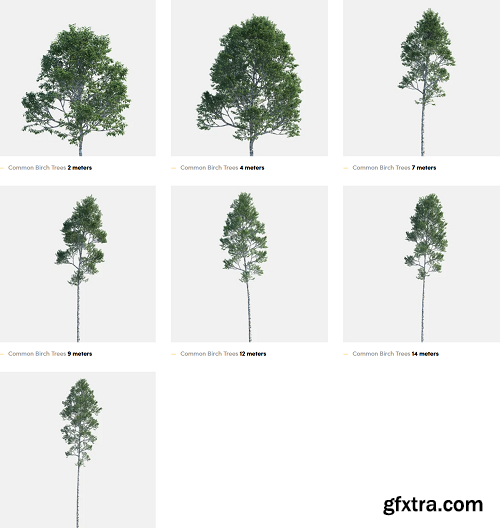 Polyget -  Common Birch Trees 3D Models Collection