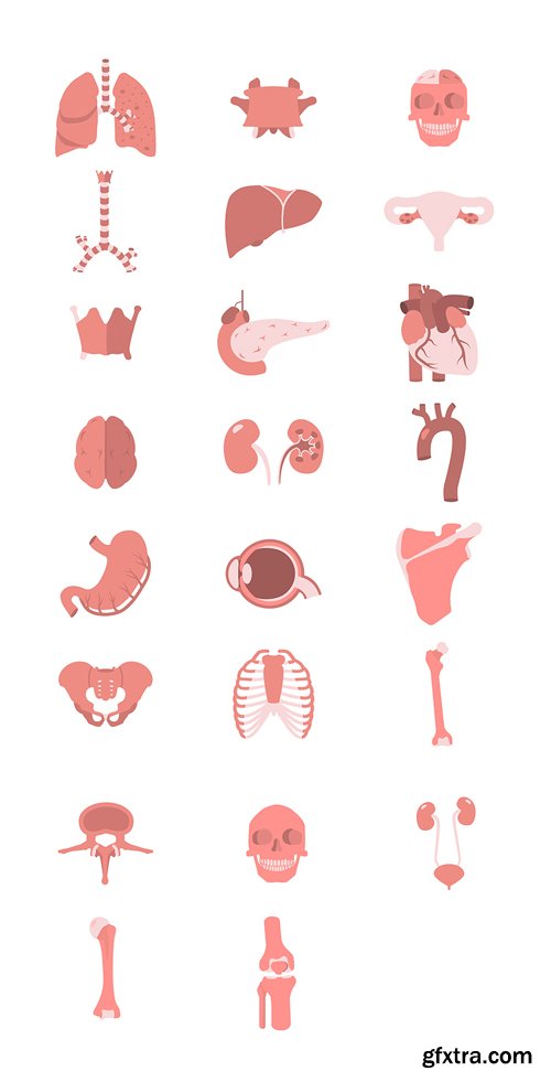 23 Human Anatomy Vector Icons